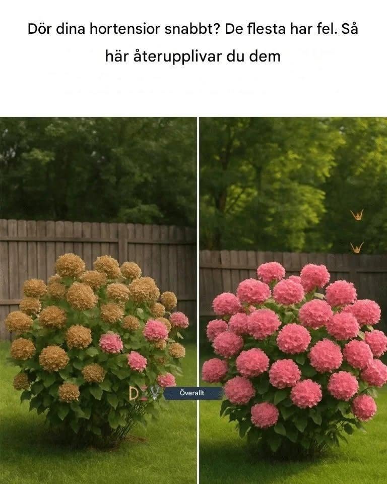Dör dina hortensior snabbt? De flesta har fel. Så här återupplivar du dem