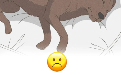 11 tecken på att din hund närmar sig slutet av sitt liv