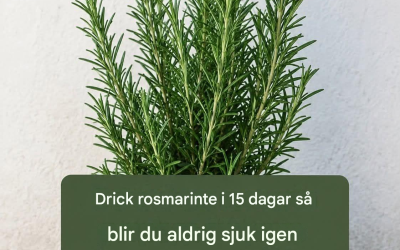 Rosmarinte: Vilka är dess verkliga fördelar? Komplett guide och försiktighetsåtgärder