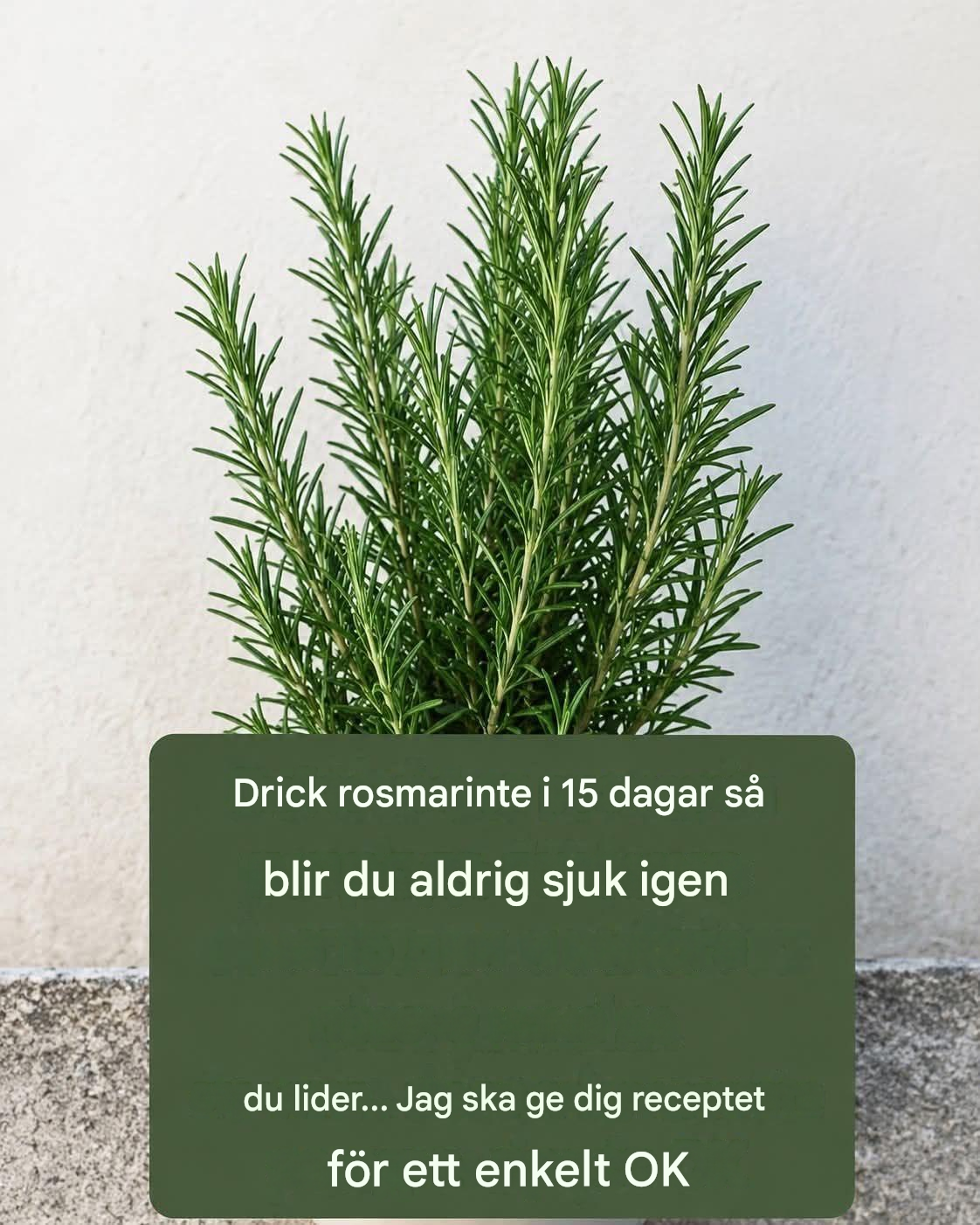 Rosmarinte: Vilka är dess verkliga fördelar? Komplett guide och försiktighetsåtgärder