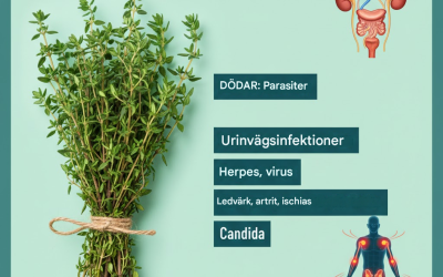 Denna växt är mer än bara en kulinarisk krydda – det är en av de mest kraftfulla växterna på jorden.