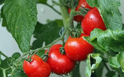 Vattna dina tomater med detta naturliga gödningsmedel! Du kommer att fördubbla din tomatskörd!