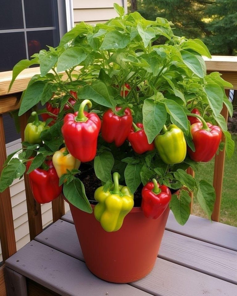 Hur man odlar paprika i kruka – Lär dig steg för steg!