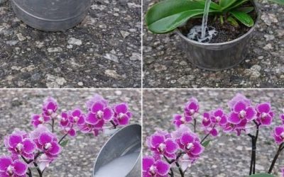 Mina orkidéer blommar året runt: jag vattnar dem med ett särskilt effektivt infusionsvatten. Här är receptet.