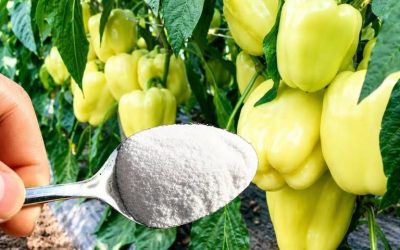 1 matsked till paprikor i maj och de kommer att växa, leva upp och producera FEM GÅNGER mer OMEDELBART: Detta är en mycket viktig sak