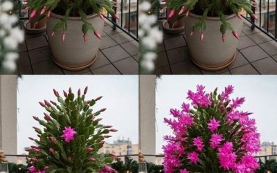 Hemligheten bakom att få fler blommor på en julkaktus