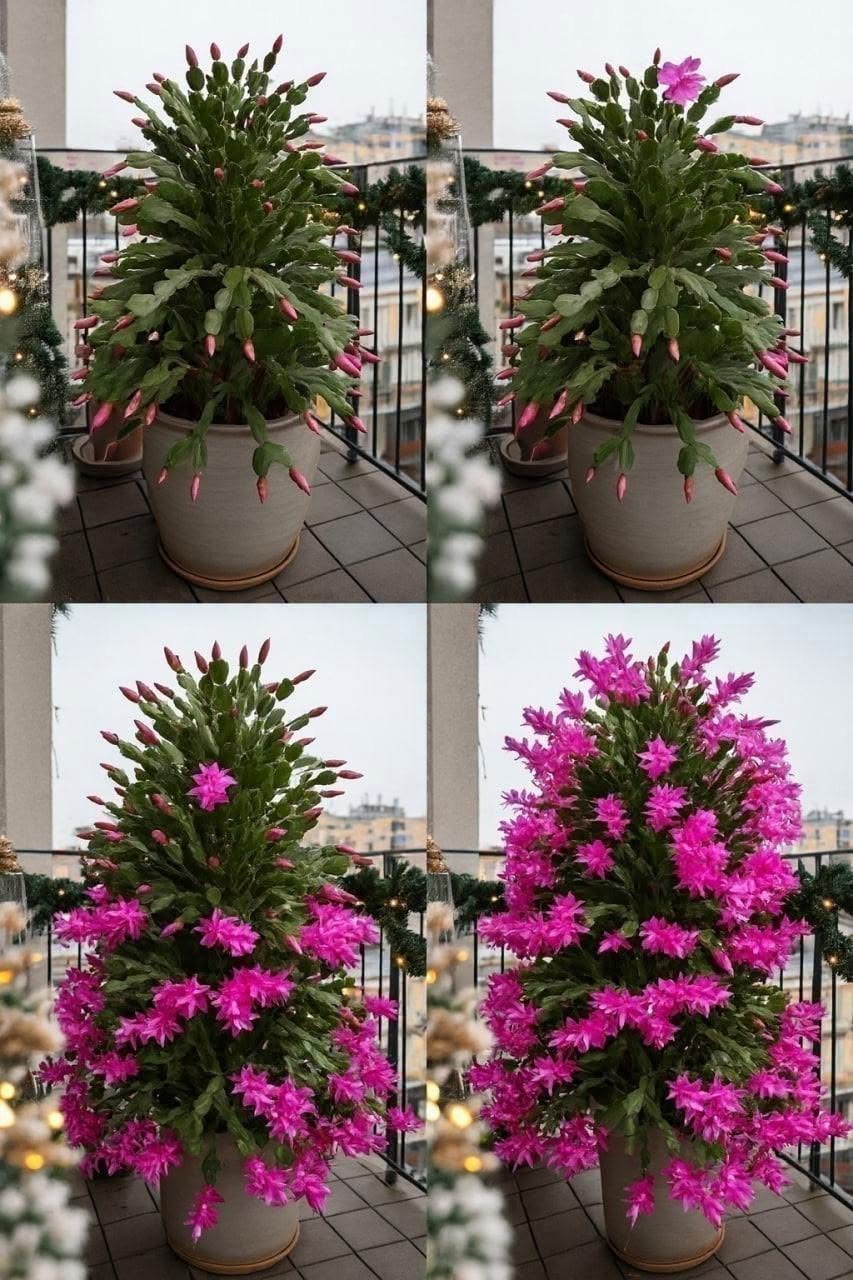 Hemligheten bakom att få fler blommor på en julkaktus