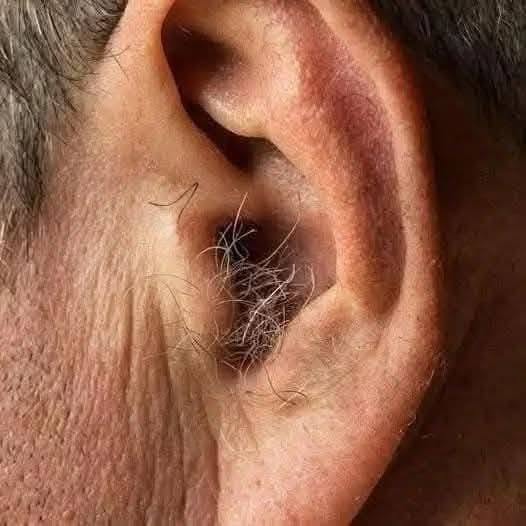 VISSTE DU ATT? Om hår växer på öronen beror det på att din kropp är…