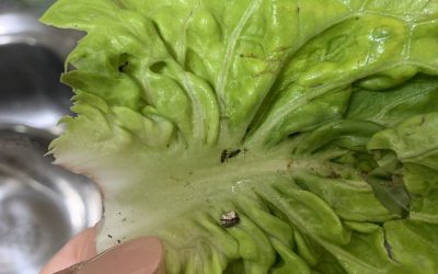 Han köper en sallad på Aldi och gör en hemsk upptäckt: “spår…”