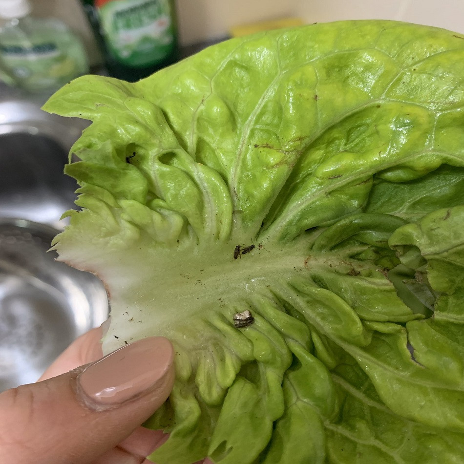 Han köper en sallad på Aldi och gör en hemsk upptäckt: “spår…”