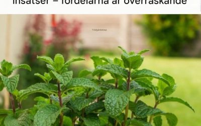 Varför är det värt att plantera pepparmynta i hallen?