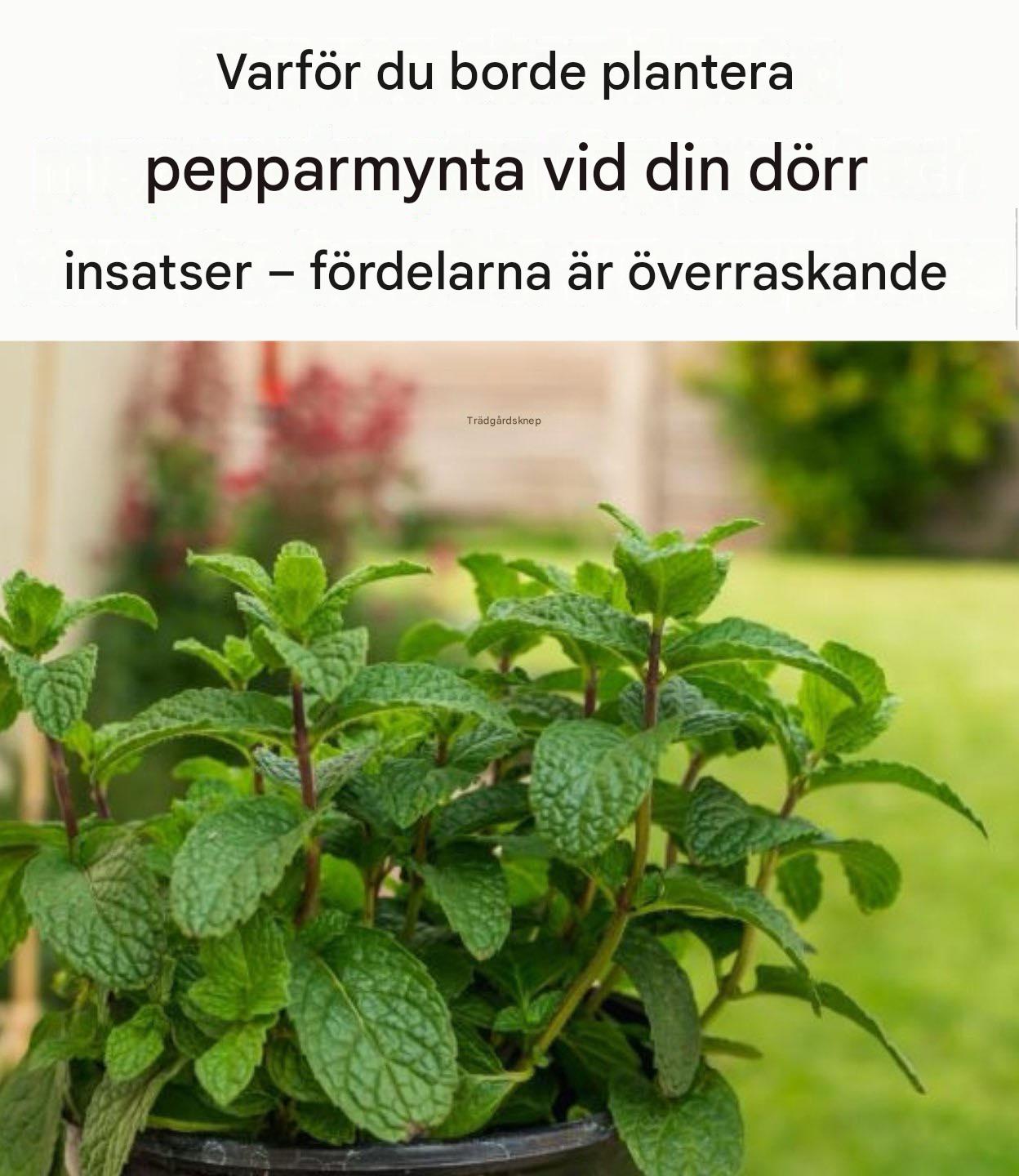Varför är det värt att plantera pepparmynta i hallen?