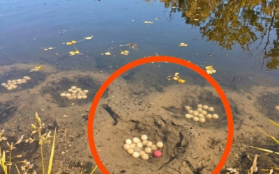 Mystiskt föremål vid sjön ledde till en oväntad upptäckt